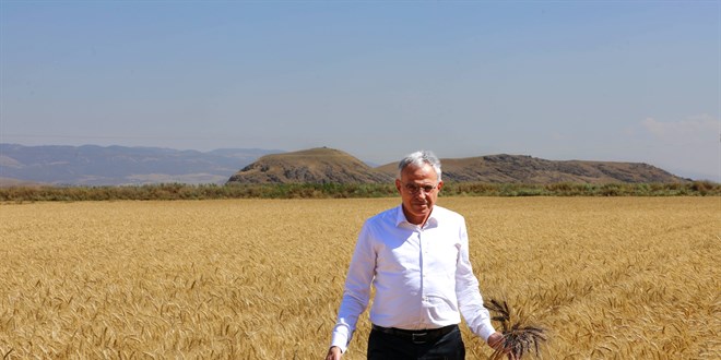 Üniversitenin buğday tarlasından hasat edilen ürün öğrencilere burs oluyor