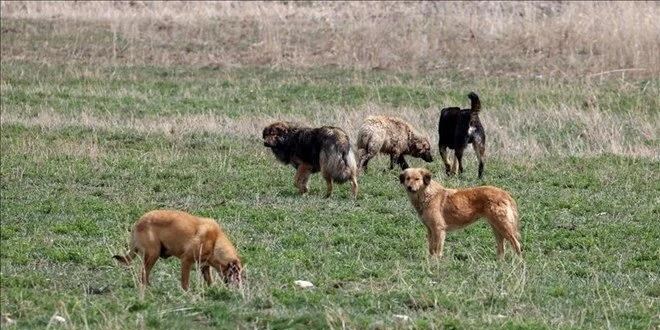 Sahipsiz hayvan düzenlemesi: Sokağa atanın cezası 10 kat artacak
