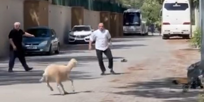 Bu bayram da manzara değişmedi, 'firari kurbanlıklar' sahiplerine ter döktürdü
