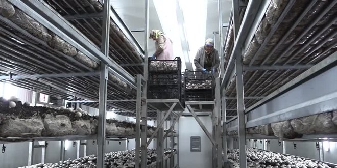 Devlet desteğiyle tesis kurup ayda ortalama 10 ton mantar üretiyor