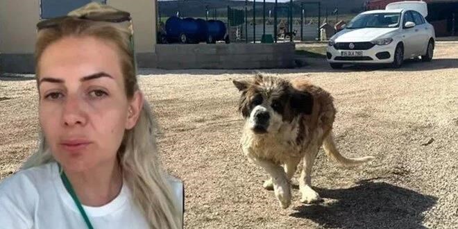 Kuduz köpekleri Ankara'ya getiren Boyacı'ya tahliye