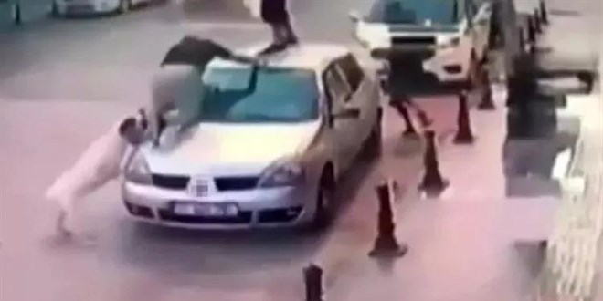 Başıboş köpeklerin vahşet tablosu! Sokağa bırakmak katliama davetiye