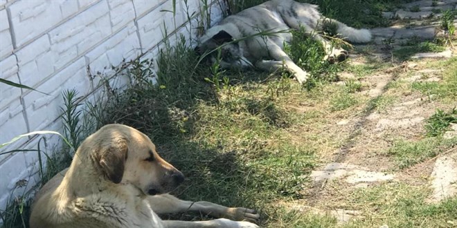 Denizli'de sahipsiz kpein srd kii yaraland