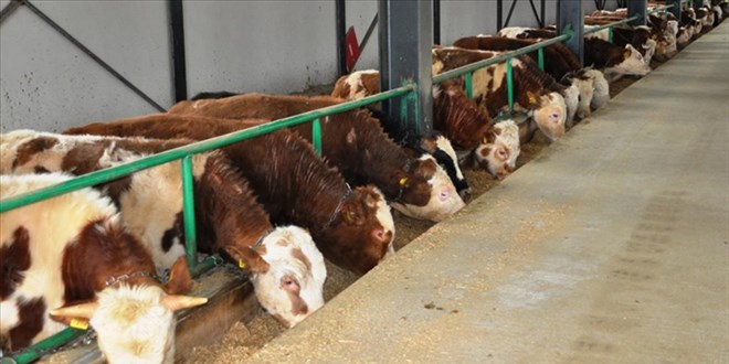 Danimarka, çiftlik hayvanlarının saldığı gazlar için vergi alacak