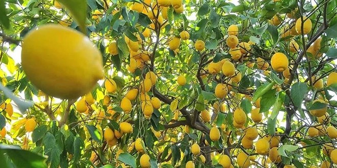 Limon dinlenemedi, fiyatlar uçuşa geçti!