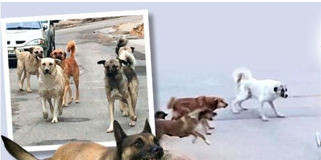 Köpek Uyutma Kurulu! Kanun teklifi imzaya açıldı