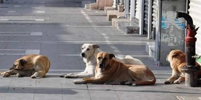 Sahipsiz hayvanlara yönelik kanun teklifi TBMM'de