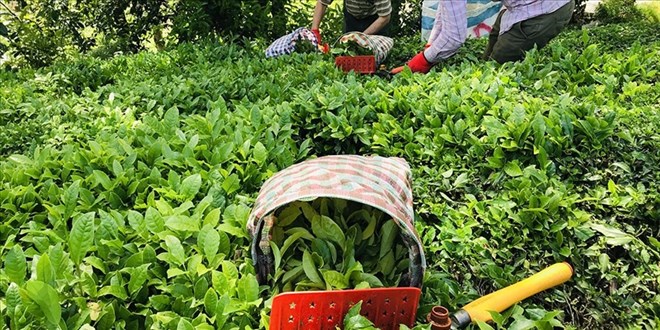 ÇAYKUR kontenjanı 25 kilograma düşürdü