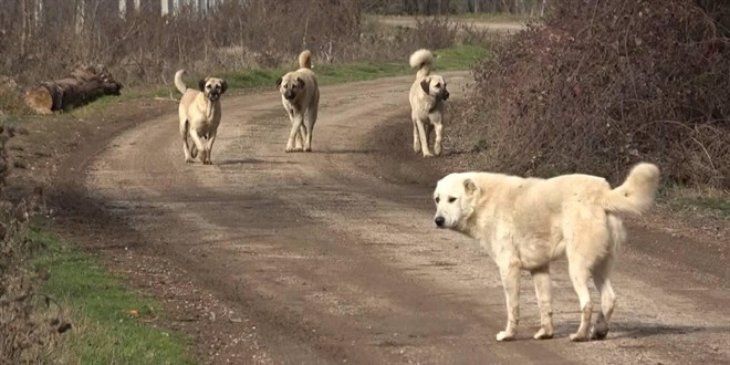 Başıboş köpeklere yönelik kanun teklifinin ilk 3 maddesi kabul edildi