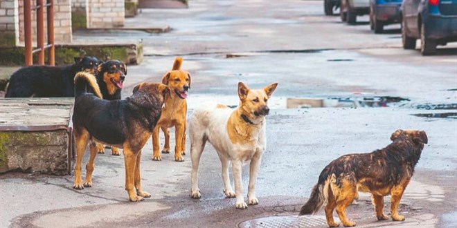 Köpek üzerinden kaos planı! Sözde hayvanseverlerden kirli çağrı