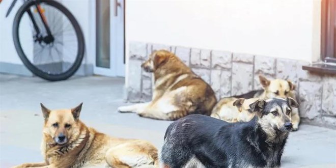 Türkiye'nin küresel imajına 'başıboş köpek' darbesi