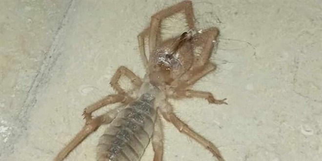 Elaz'da 'zehirli etil sar kz rmcei' grld