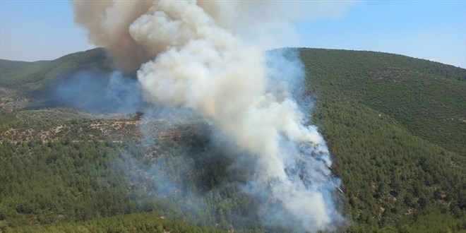 Mu�la'da orman yang�n� ��kt�