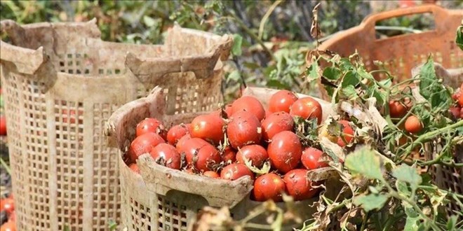 Salçalık domateste fiyat krizi! Tezgaha 10 kat pahalı geliyor