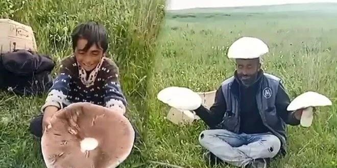 Kars'ta dev mantarlar ilgi odağı oldu