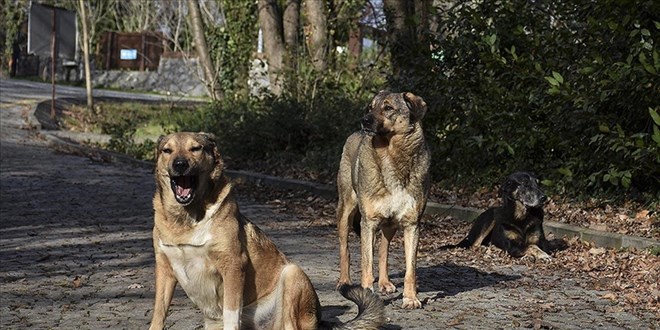 Niğde Belediyesinden sahipsiz köpeklerle ilgili iddialara yanıt