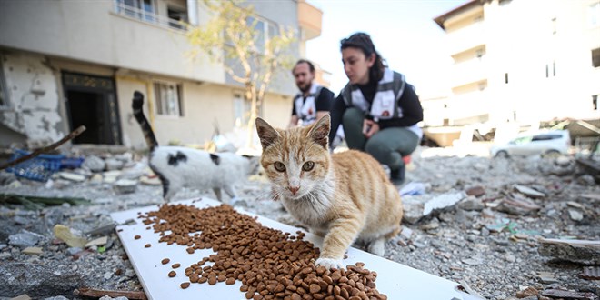 Belediye hayvan sahiplenenlere mama desteğinde bulunacak
