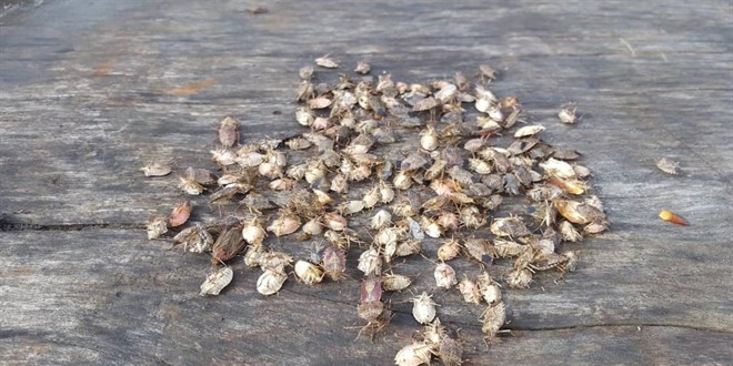 Artan s�cakl�k b�cek pop�lasyonunun �o�almas�na neden oluyor