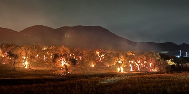 �zmir'de zeytinlik alanda yang�n ��kt�