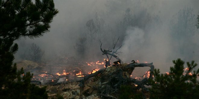 Bolu'daki orman yangınıyla ilgili 2 tutuklama