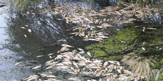 İzmir Körfezindeki kötü koku ve balık ölümlerine ilişkin Belediyeden açıklama