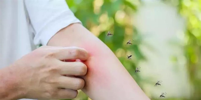 Batı Nil virüsünü göçmen kuşlar taşıyor