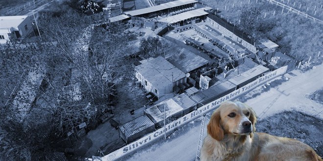 Dernek değil sanki banka şubesi! Köpek üstünden mamalanmışlar