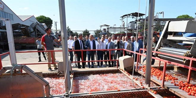 Domates tarlada kalmayacak, Bakanlıktan salça fabrikalarına destek geldi