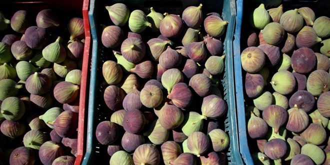 Bursa siyah inciri AB'den co�rafi i�aret tescili ald�