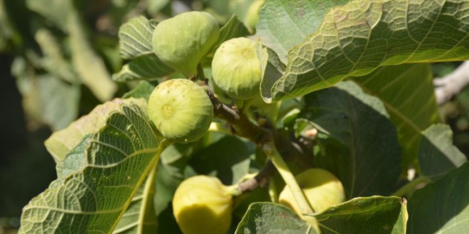 ��rnak'�n 'behnat inciri' co�rafi i�aret ald�