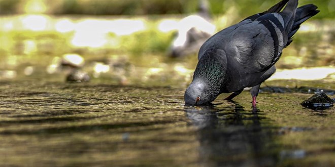 D�nya 2024'te en s�cak yaz� ya�ad�