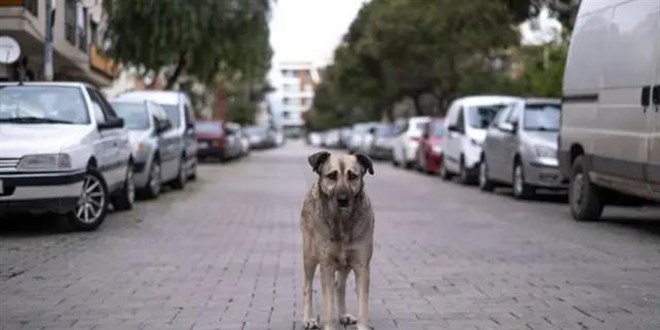 Köpek kanunu çıktı, uygulayan yok
