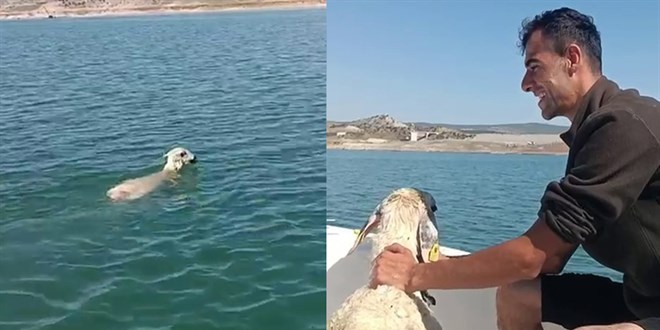 Balıkçıların ağına koyun takıldı