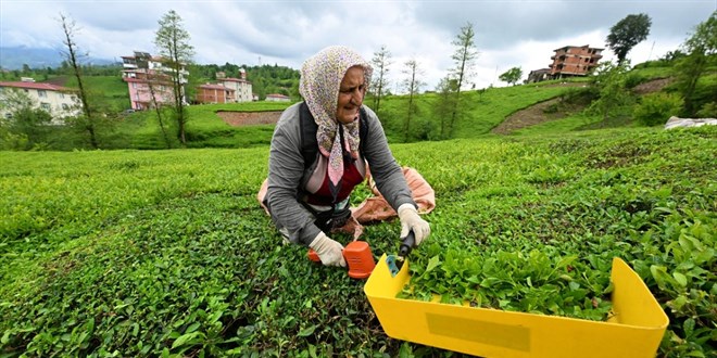 ÇAYKUR randevulu çay alım sistemini kaldırdı