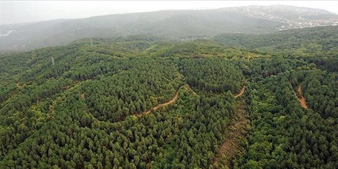 Devlet ormanları da turizm amaçlı tahsis edilebilecek