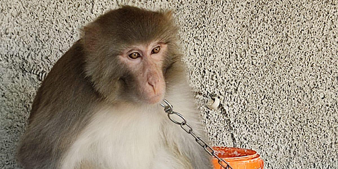 Adana'da bir çocuğu ısıran maymunun sahibine para cezası