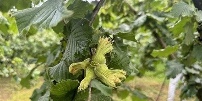 2 g�nd�r kay�p olan ki�i f�nd�k bah�esinde �l� bulundu