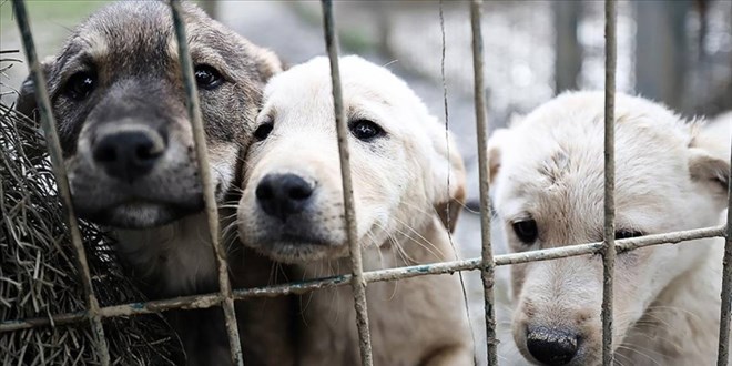 Ankara'da 7 köpek ölü bulundu