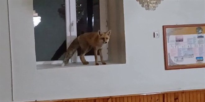 Camiye giren tilki cemaati gülümsetti