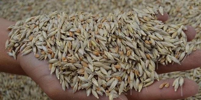 Kastamonu'da 12 bin yıllık siyez buğdayı ekimi başladı