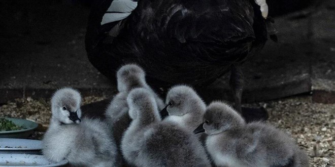 Kuğulu Park'ta 5 kuğu yavrusu dünyaya geldi