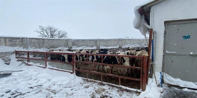 Karın ağırlığına dayanamayan ahırın çatısı çöktü: 17 hayvan telef oldu