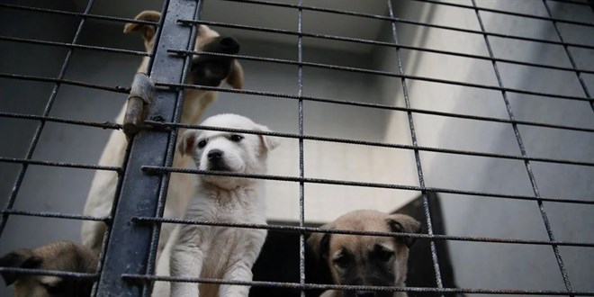Barınakta köpek öldü, Soruşturma başlatıldı
