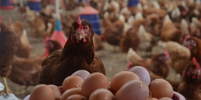 Yumurtayı kuş gribi vurdu! Sağlığımızı etkiler mi?