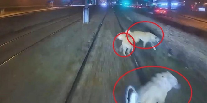 Tramvay raylarına zincirle köpek bağladılar