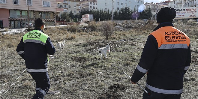 Yönetmelik yayımlandı. Belediyeler sahipsiz köpekleri toplamak zorunda