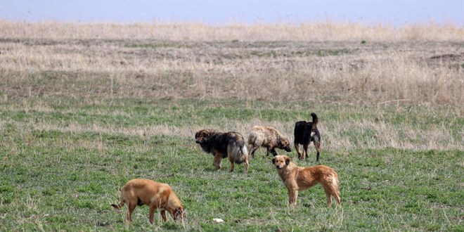 Bodrum'da başıboş köpekler 600 tavuğu telef etti