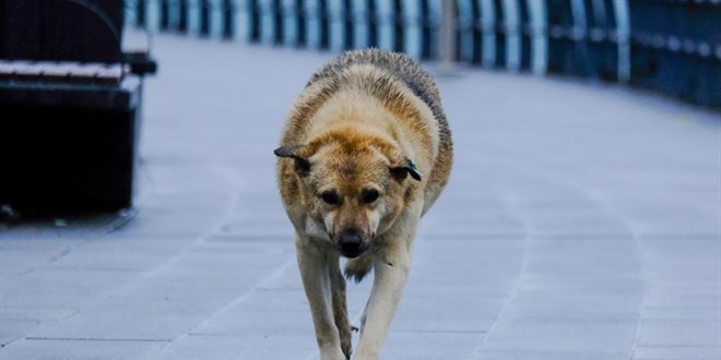 Sahipsiz köpek davasında ABB'ye tazminat kararı
