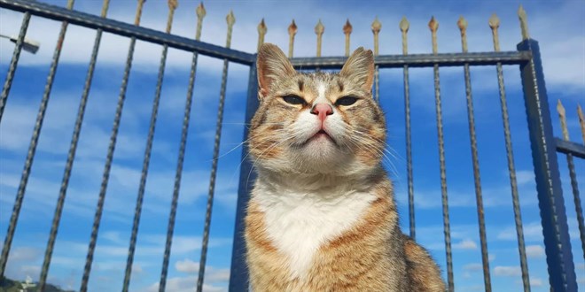 'Türkiye'nin kedi sevgisi büyüleyici'