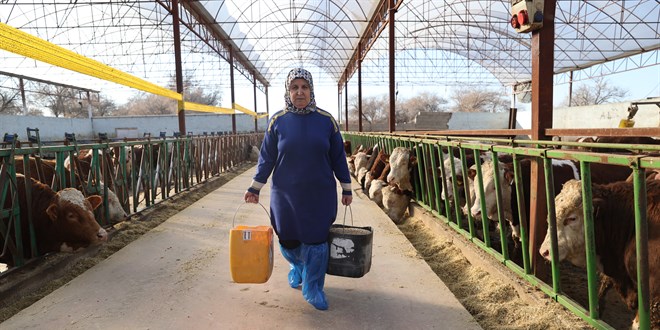 Bir inekle başladı, çiftliğindeki hayvan sayısını 780'e çıkarttı